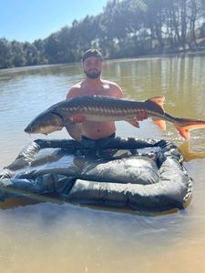 Sturgeon