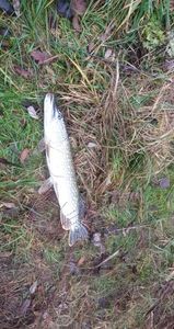 Northern Pike