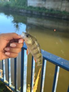 European Perch