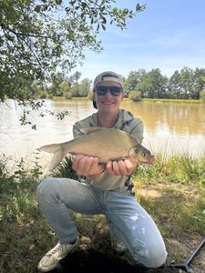 Common Bream