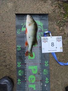 European Perch