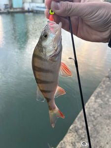 Yellow Perch