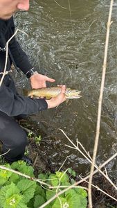 Brown Trout
