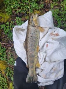 Brown Trout