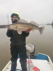 Zander