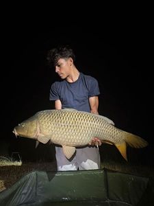 Common Carp