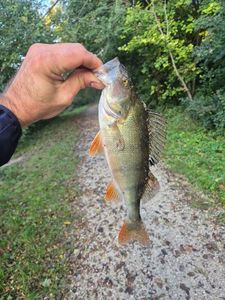 European Perch