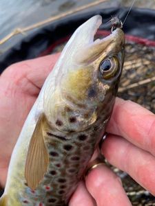 Brown Trout