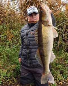 Zander