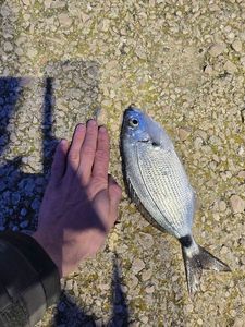 Saddled Seabream