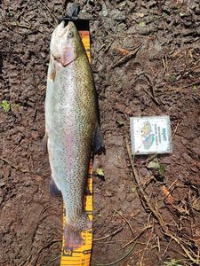 Rainbow Trout