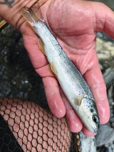 Brown Trout