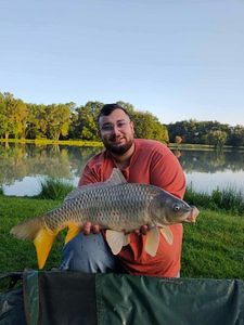 Common Carp