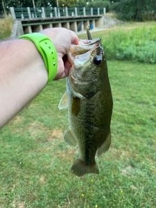 Largemouth Bass
