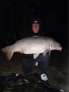 Common Carp