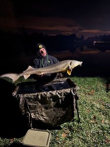 Sturgeon