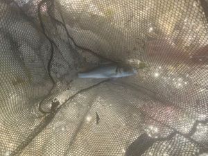 European Bass (Seabass)