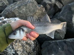 European Bass (Seabass)