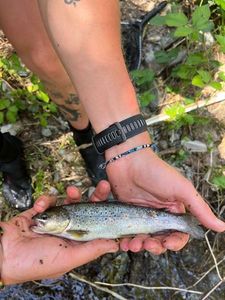 Brown Trout