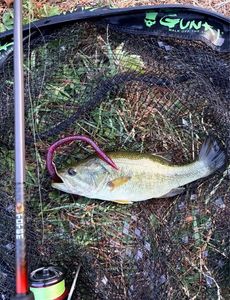 Largemouth Bass