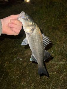 European Bass (Seabass)