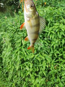 European Perch
