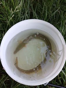 European Eel (Common Eel)