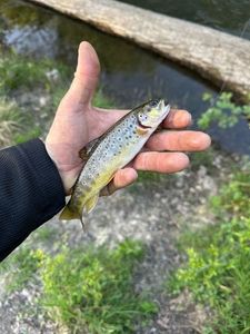 Brown Trout