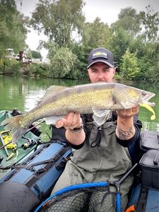 Zander