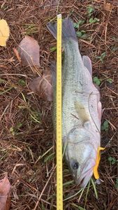 Largemouth Bass