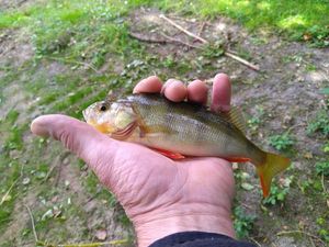 European Perch