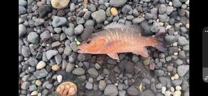 Cubera Snapper