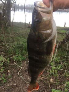 European Perch