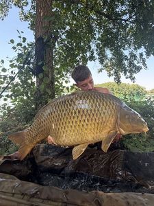 Common Carp