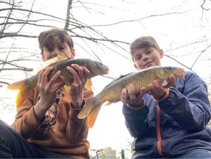 Common Carp