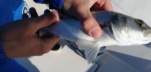 European Bass (Seabass)