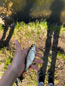 Roach