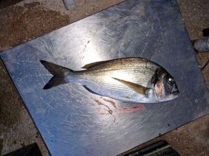 Gilthead Seabream