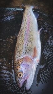 Rainbow Trout