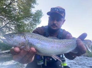 Rainbow Trout