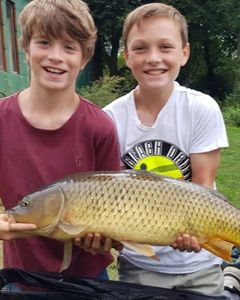 Common Carp