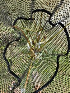 Mosquito Fish