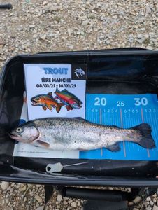 Rainbow Trout