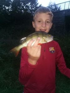 European Perch