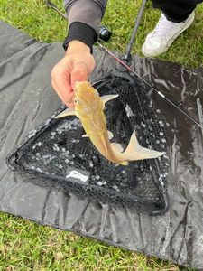 White Catfish