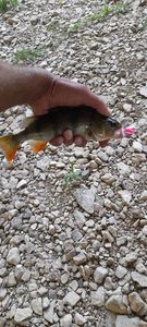 European Perch