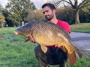 Common Carp