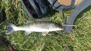 Zander