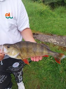 European Perch