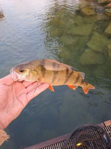 European Perch